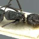 Image of Camponotus florius Santschi 1926