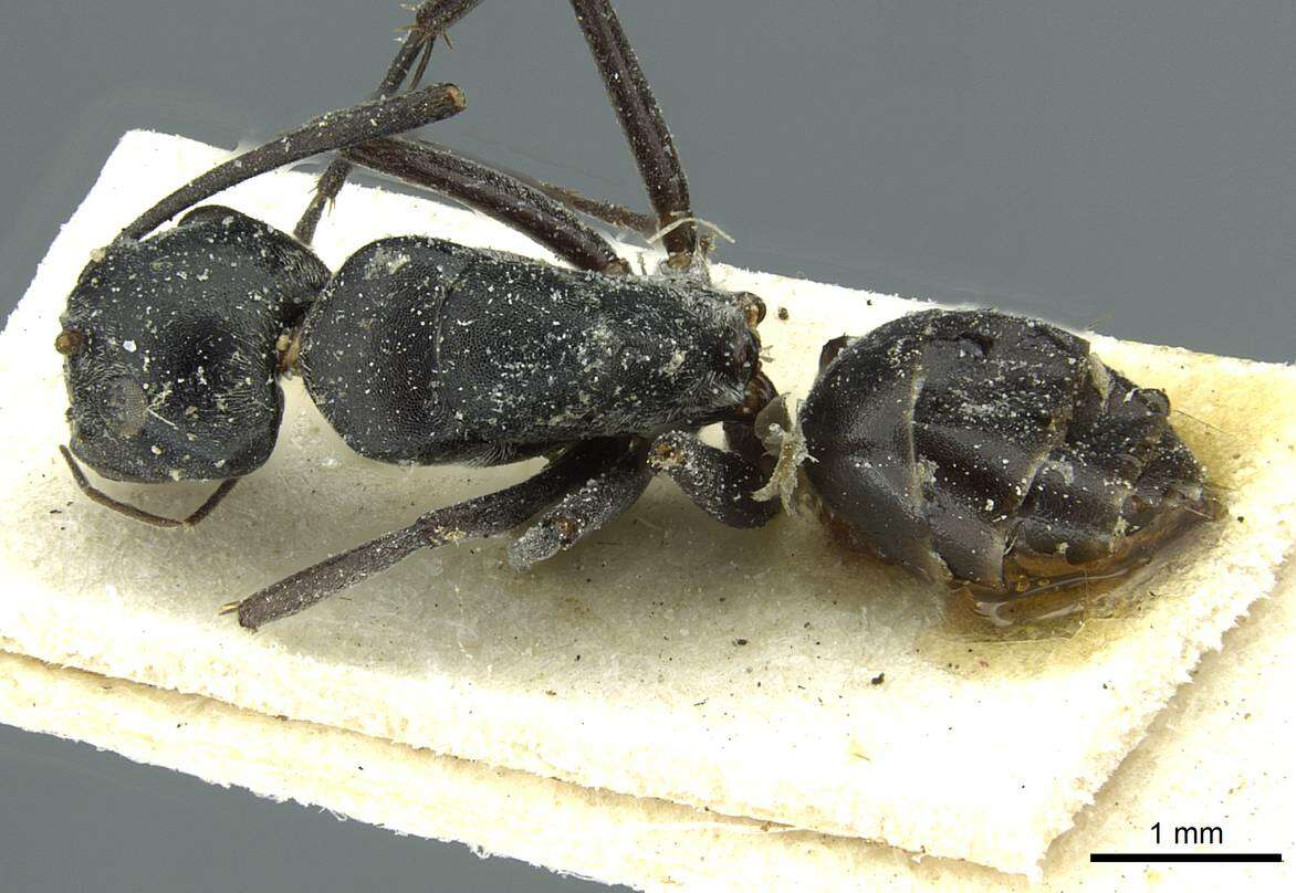 Imagem de Camponotus florius Santschi 1926