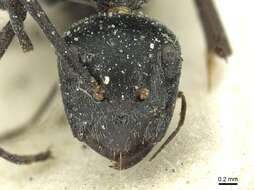 Imagem de Camponotus florius Santschi 1926