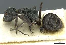 Imagem de Camponotus florius Santschi 1926