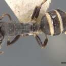 Image of Camponotus annulatus Karavaiev 1929