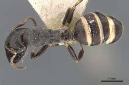 Image of Camponotus annulatus Karavaiev 1929