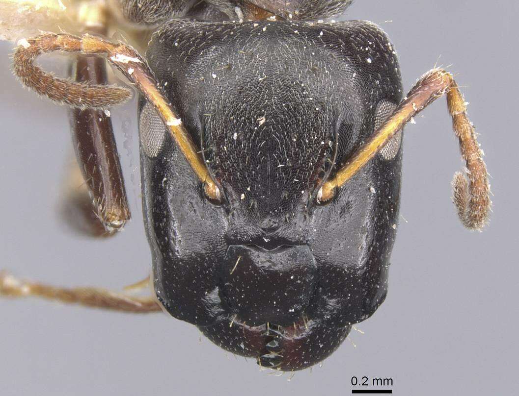 Image of Camponotus annulatus Karavaiev 1929