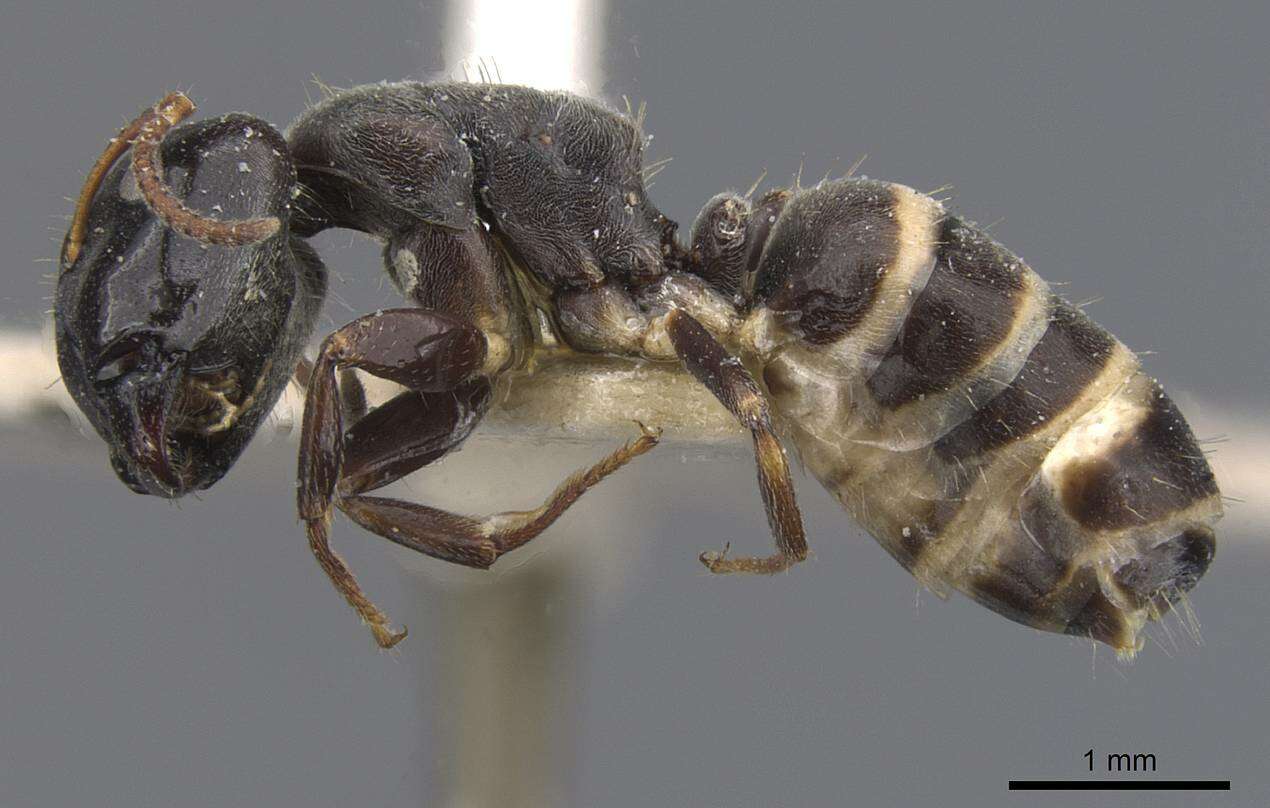 Image of Camponotus annulatus Karavaiev 1929