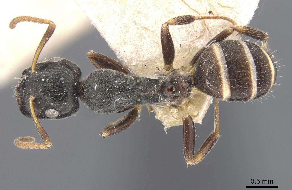 Image of Camponotus annulatus Karavaiev 1929