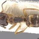 Image of Camponotus nipponensis Santschi 1937