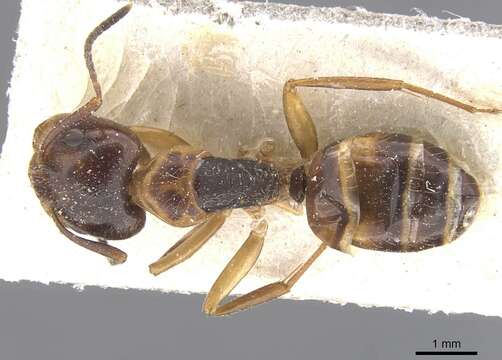 Plancia ëd Camponotus nipponensis Santschi 1937