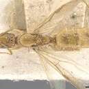 Image of Camponotus viri Santschi 1915