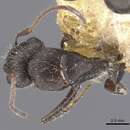 Image of Camponotus declivus Santschi 1922