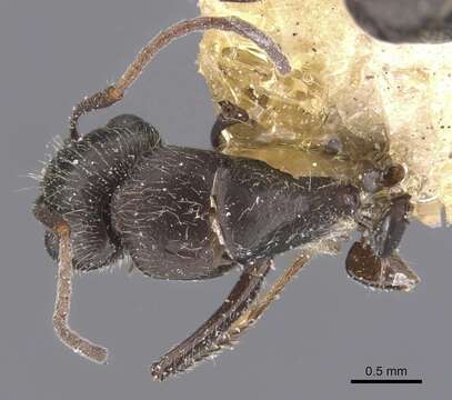 Image of Camponotus declivus Santschi 1922
