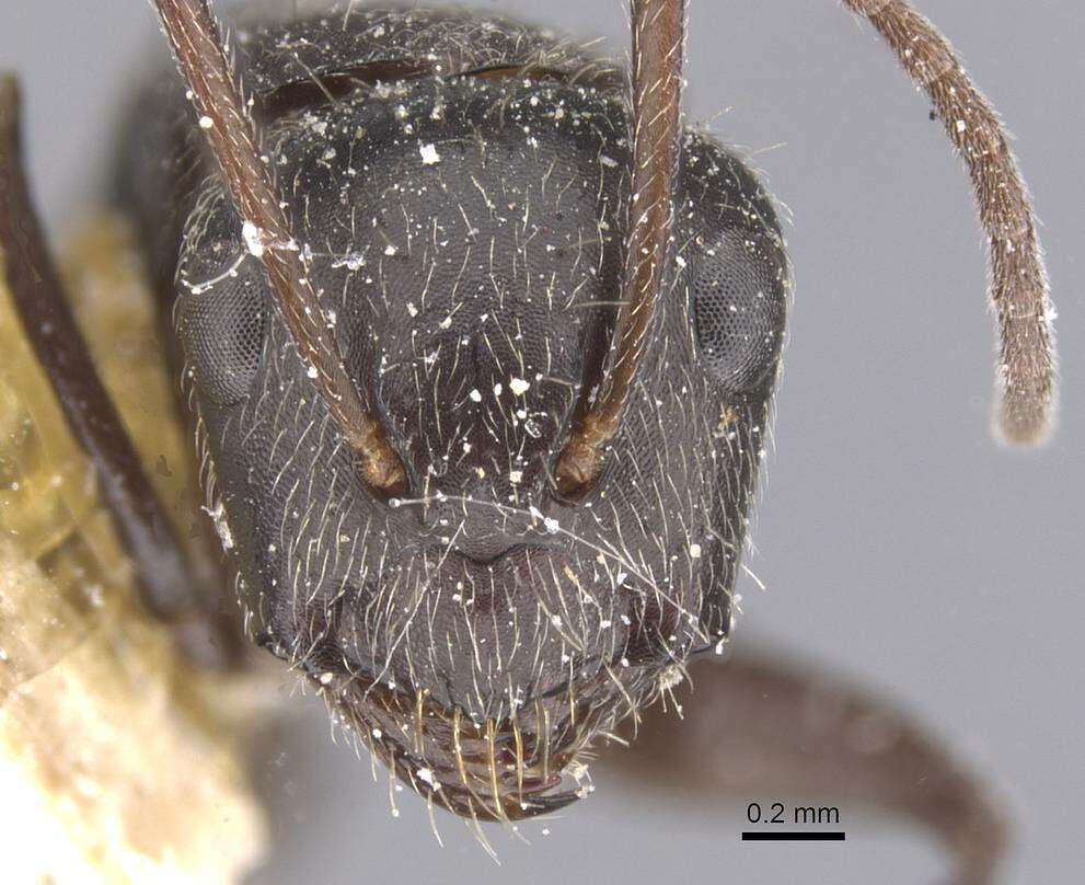 Image of Camponotus declivus Santschi 1922