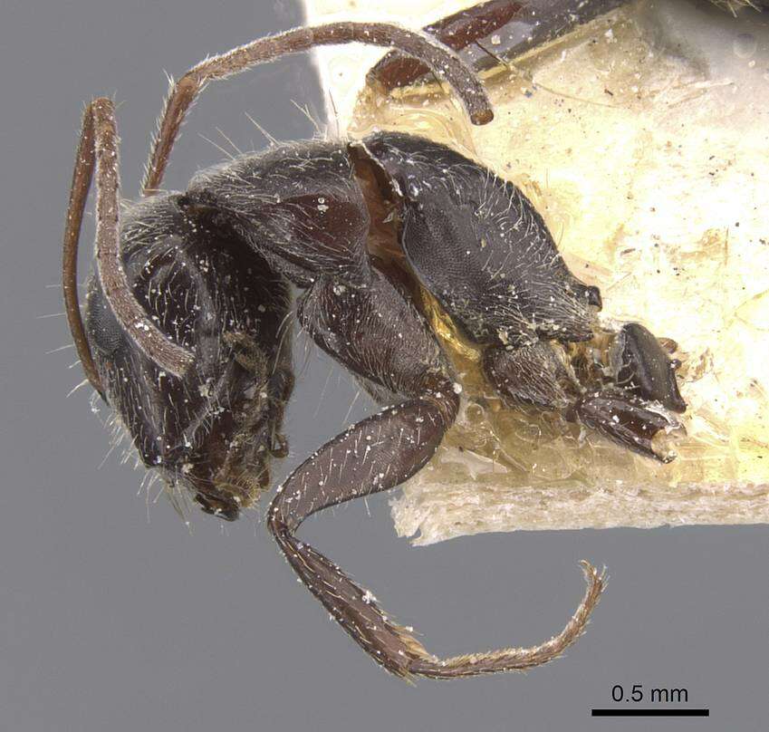 Image of Camponotus declivus Santschi 1922