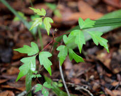 Image of eastern poison ivy