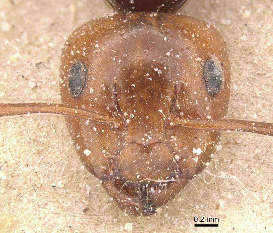 Слика од Camponotus guanchus Santschi 1908