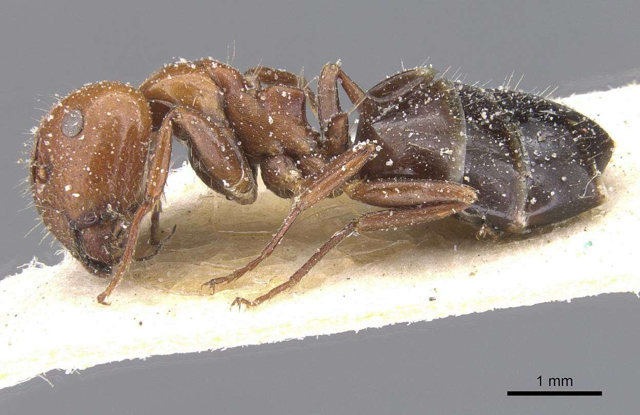 Plancia ëd Camponotus lateralis (Olivier 1792)