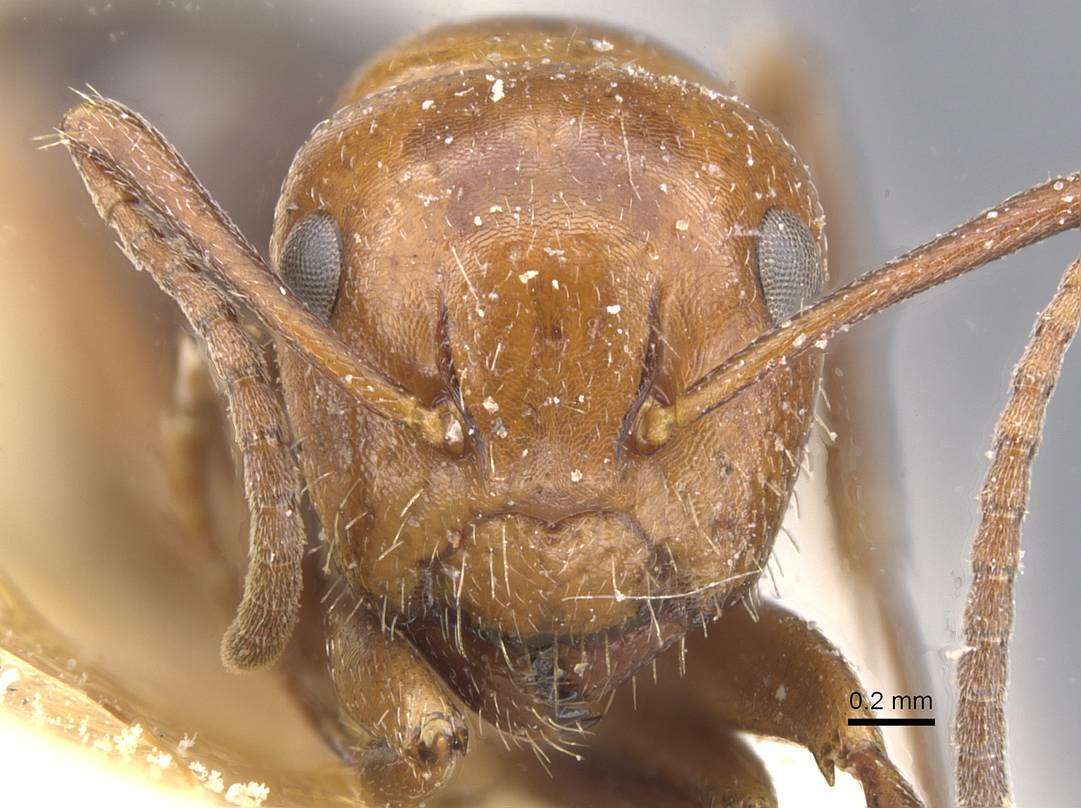 Image de Camponotus lateralis (Olivier 1792)