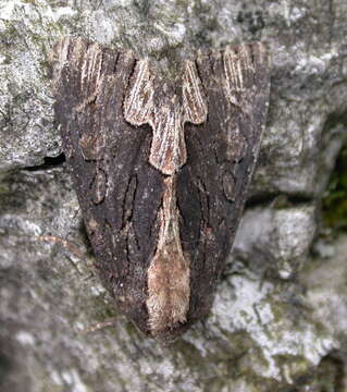 Imagem de Dypterygia scabriuscula Linnaeus 1758