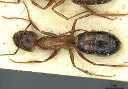 Imagem de Camponotus debellator Santschi 1926