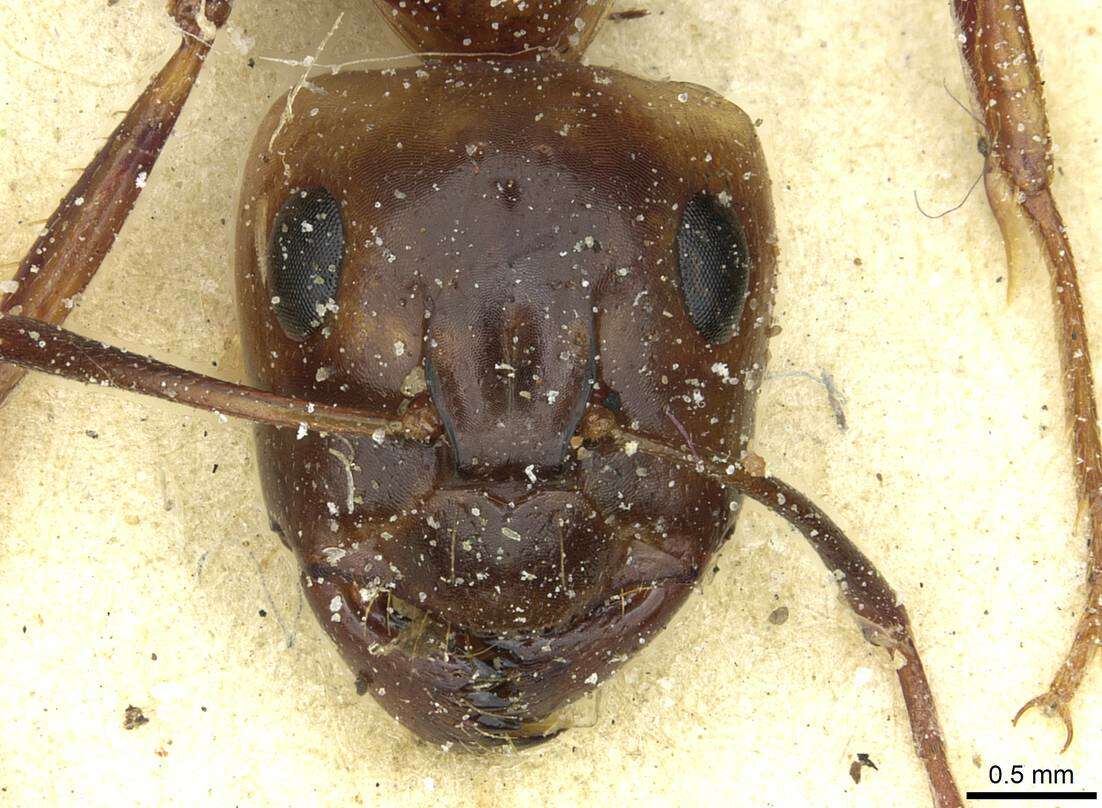 Imagem de Camponotus debellator Santschi 1926