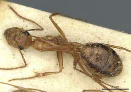 Imagem de Camponotus debellator Santschi 1926