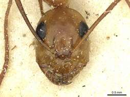 Imagem de Camponotus debellator Santschi 1926