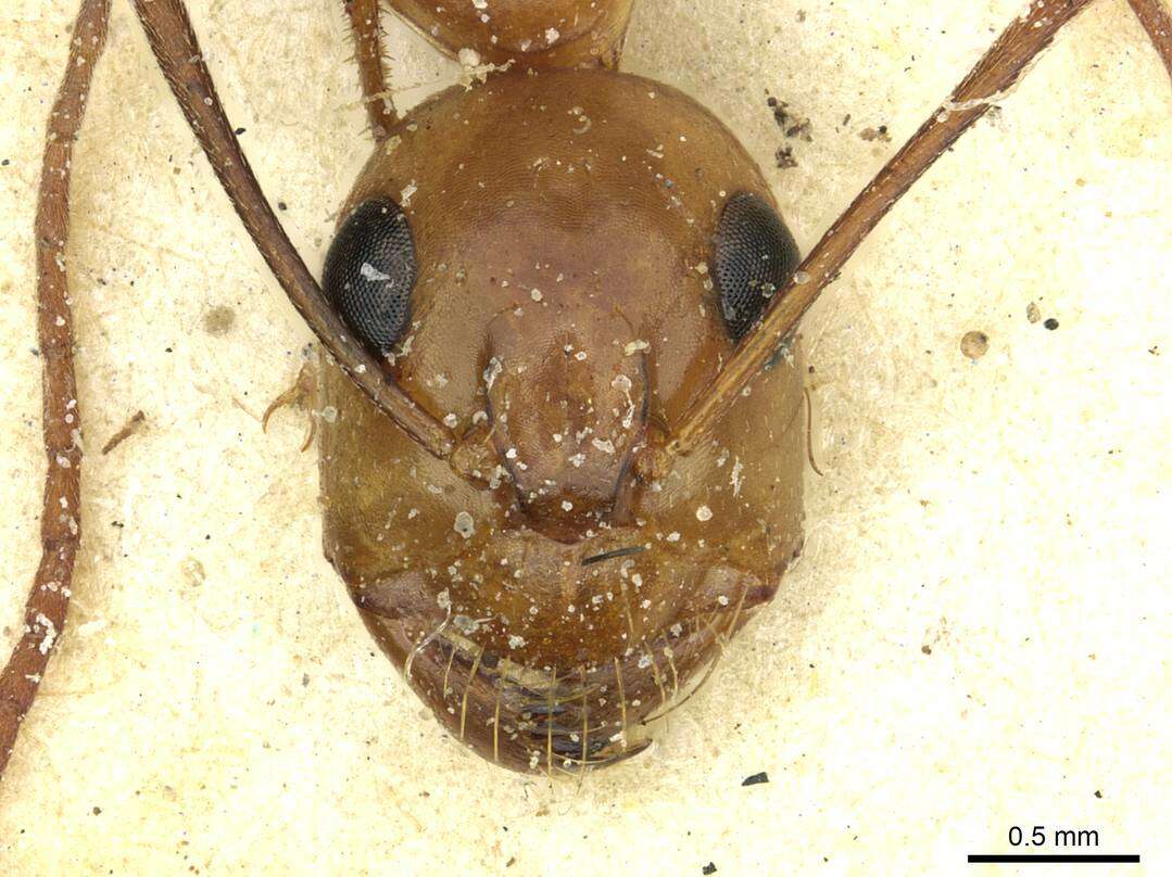 Imagem de Camponotus debellator Santschi 1926