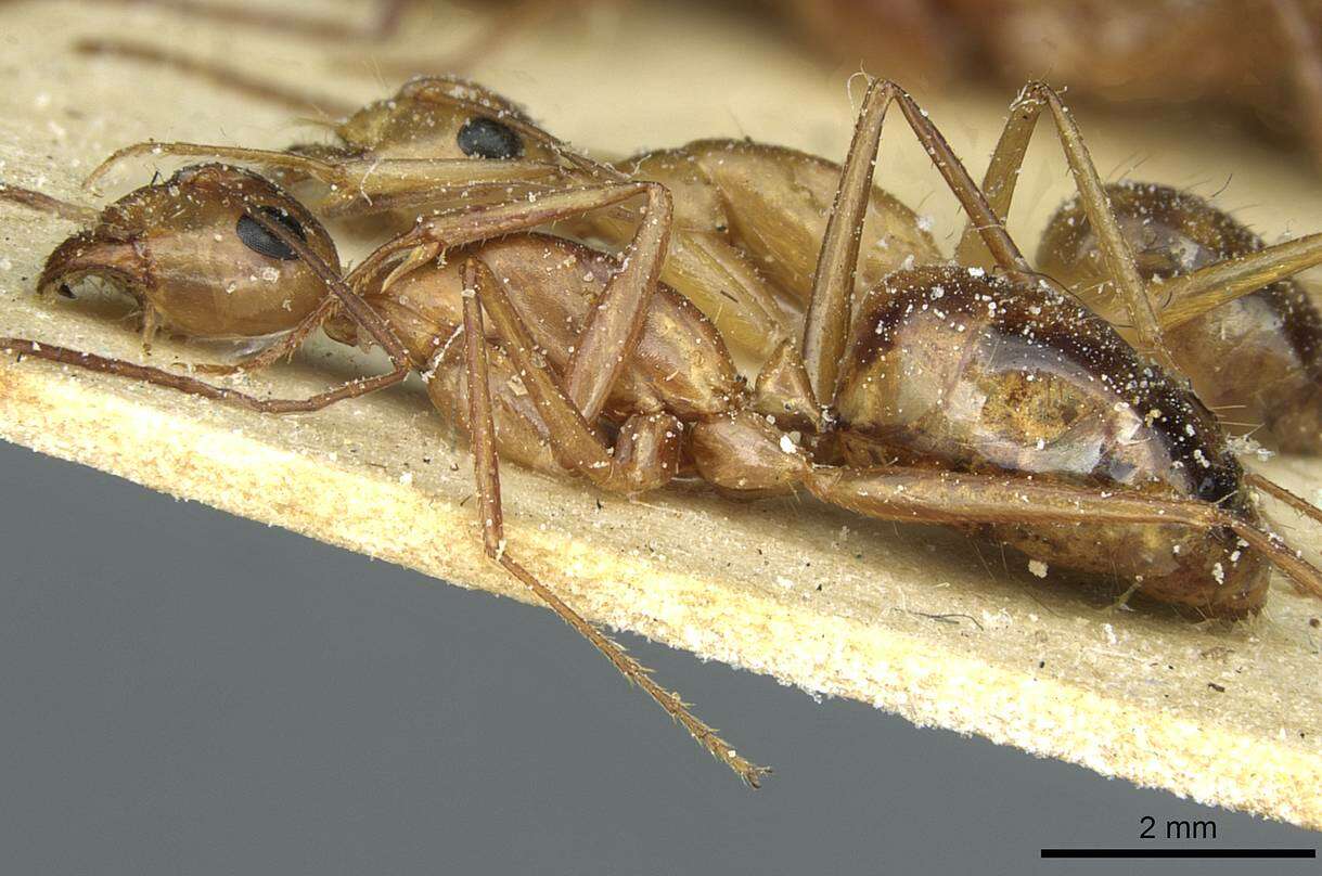 Imagem de Camponotus debellator Santschi 1926