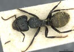 Image of Camponotus amphidus Santschi 1926