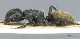 Image of Camponotus amphidus Santschi 1926