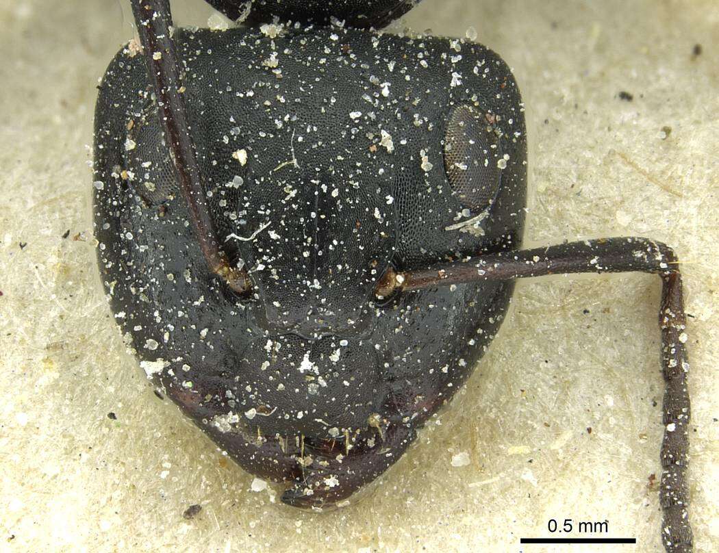 Image of Camponotus amphidus Santschi 1926