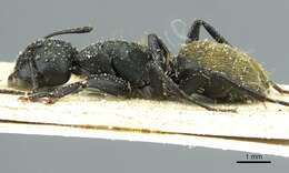 Image of Camponotus amphidus Santschi 1926