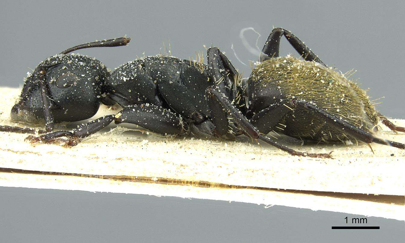 Image of Camponotus amphidus Santschi 1926