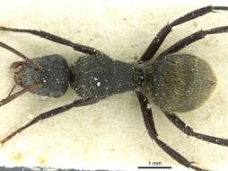 Image de Camponotus mus Roger 1863