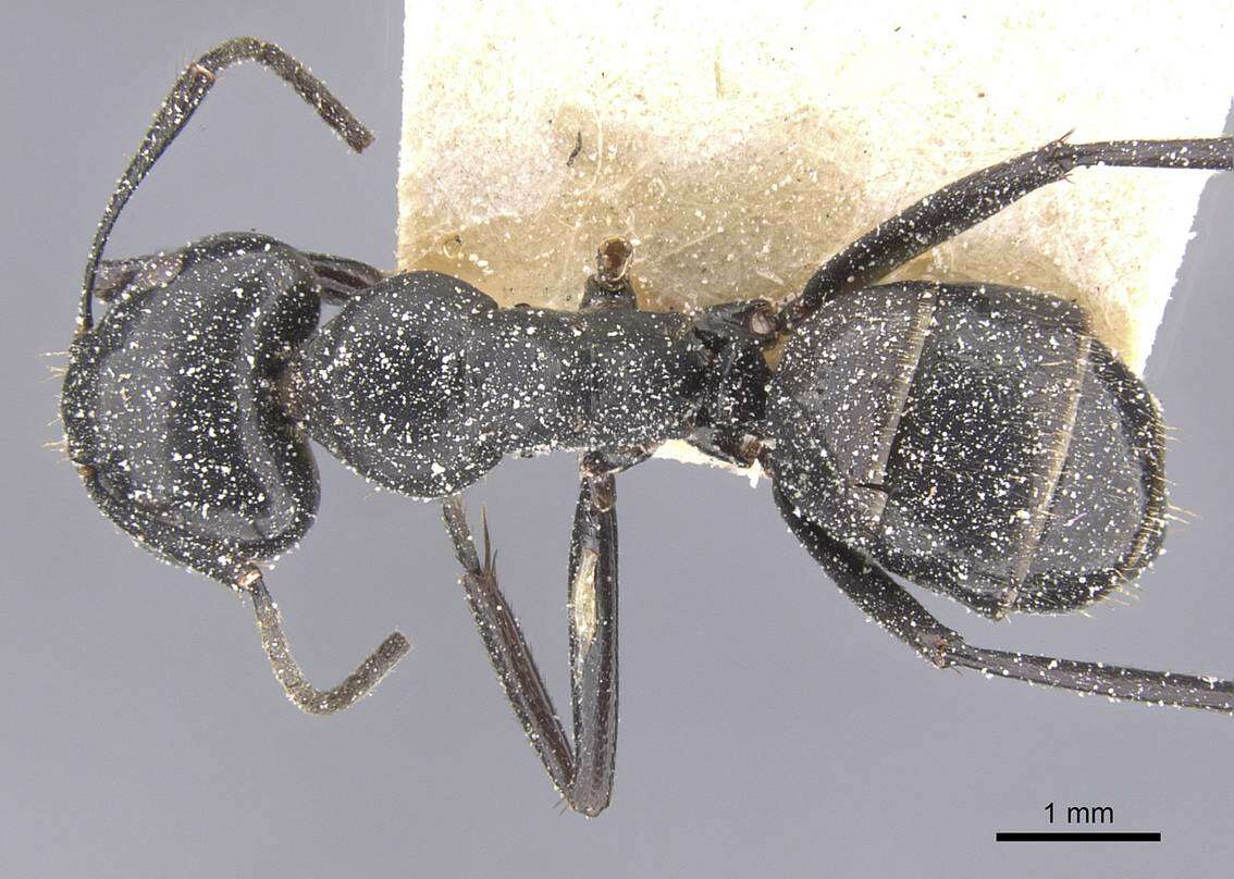 Image of Camponotus arminius Forel 1910