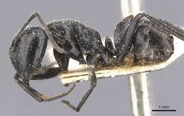 Image of Camponotus arminius Forel 1910