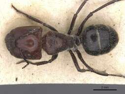 Image of Camponotus bigenus Santschi 1919