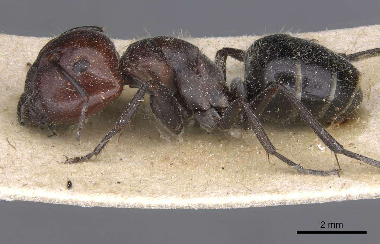 Image of Camponotus bigenus Santschi 1919