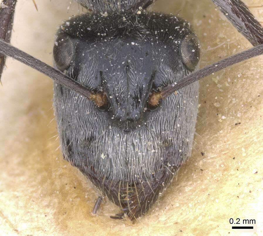 Image of Camponotus bigenus Santschi 1919