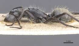 Image of Camponotus bigenus Santschi 1919