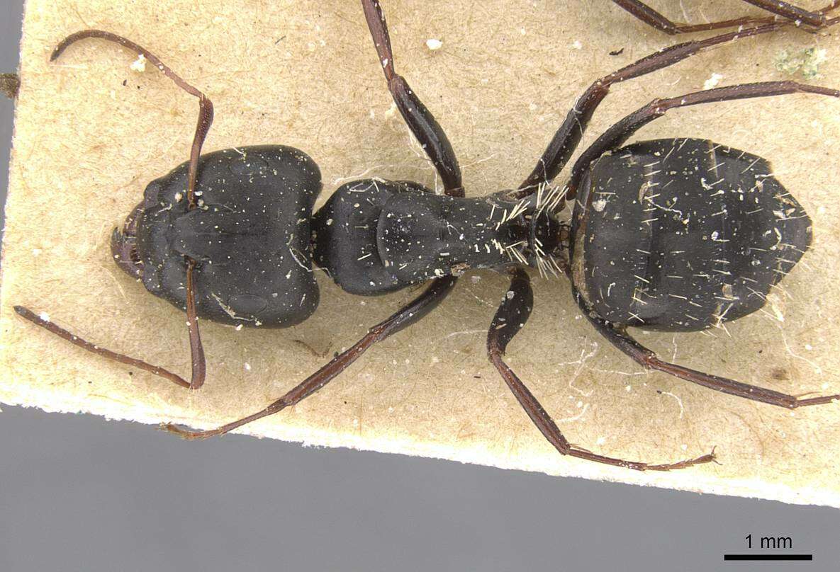 Image of Camponotus berthoudi Forel 1879