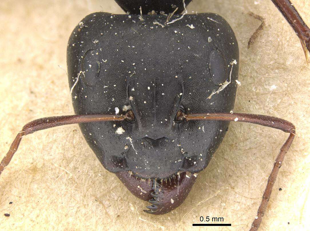 Image of Camponotus berthoudi Forel 1879