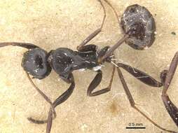 Image of Camponotus berthoudi Forel 1879