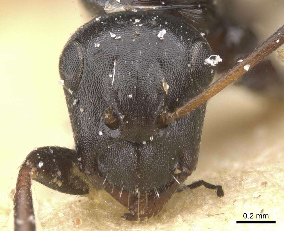 Image of Camponotus berthoudi Forel 1879