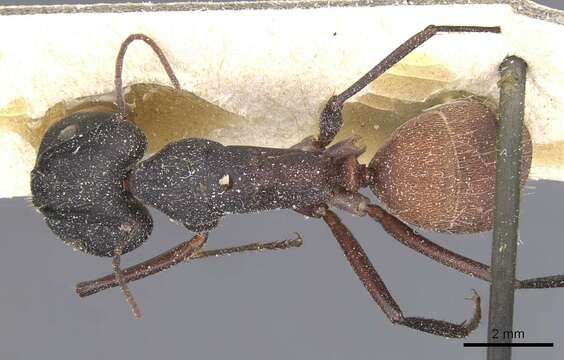 Image of Camponotus cruentatus (Latreille 1802)