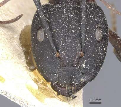 Image of Blood-spotted Sugar Ant