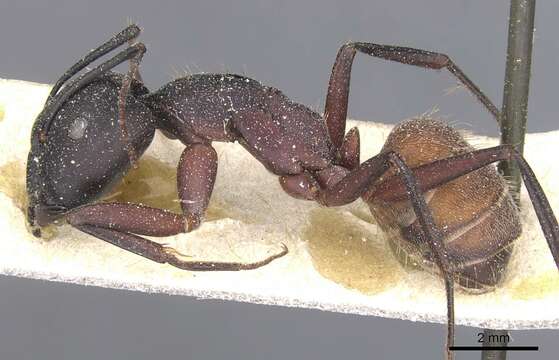 Image of Blood-spotted Sugar Ant