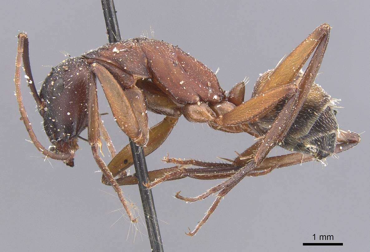 Image of Camponotus cruentatus (Latreille 1802)