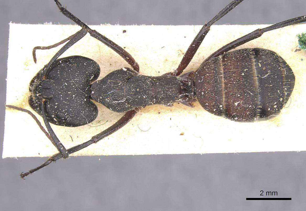 Image of Camponotus cruentatus (Latreille 1802)