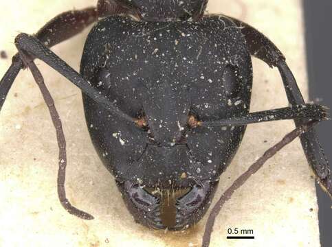 Image of Blood-spotted Sugar Ant