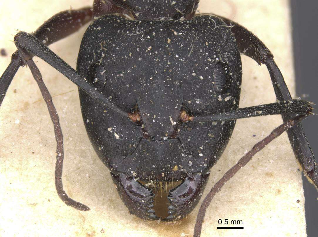 Image of Camponotus cruentatus (Latreille 1802)